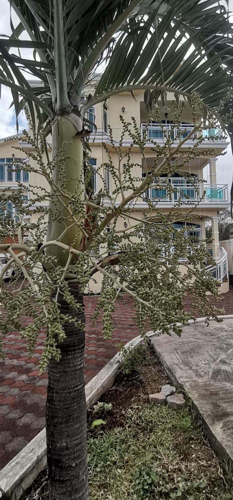Luxor Residence Guesthouse Belle Mare Esterno foto